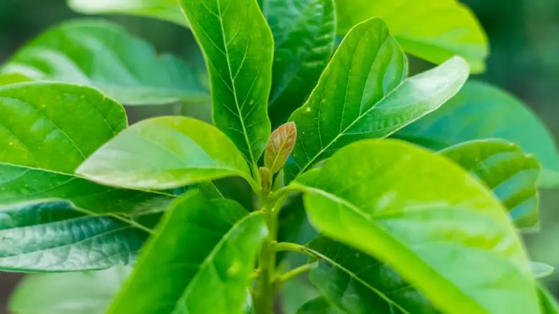 Can Guinea Pigs Eat Avocado Leaves