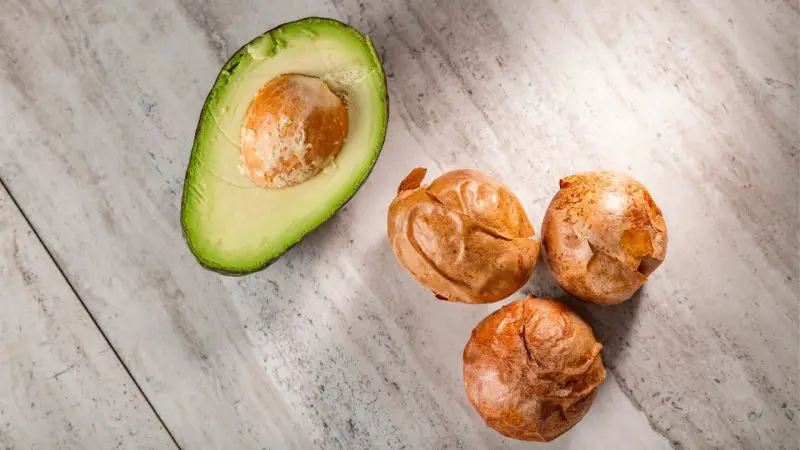 Can Guinea Pigs Eat Avocado Pit Avocado Seed