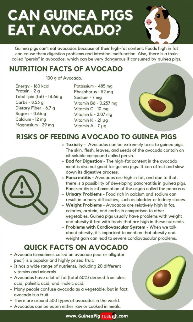 Can Guinea Pigs Eat Avocado _1