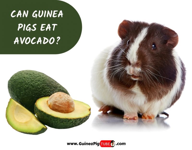 Can Guinea Pigs Eat Avocado