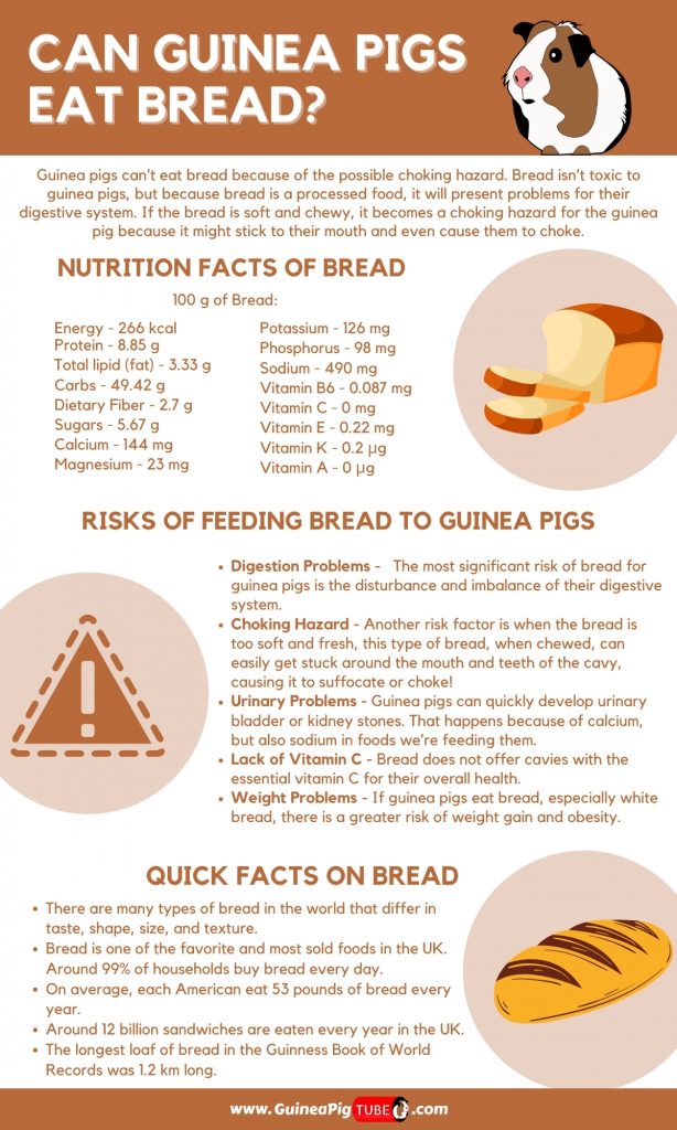 Can Guinea Pigs Eat Bread? (Risks, Nutrition Facts & More)