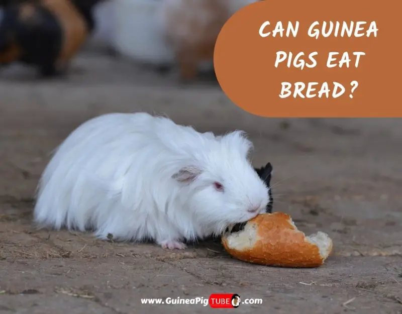 Can Guinea Pigs Eat Bread_