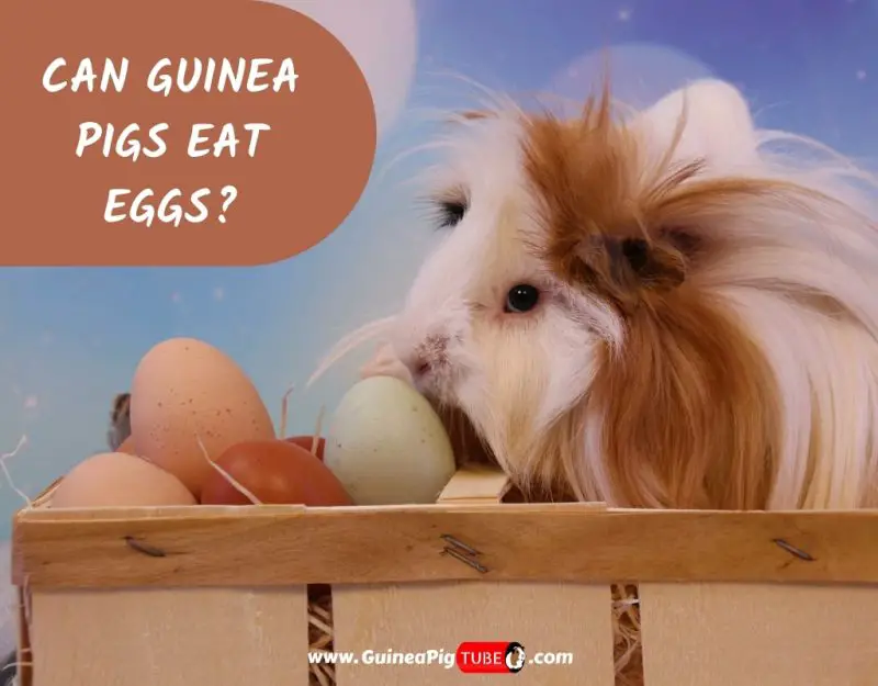 Can Guinea Pigs Eat Eggs_