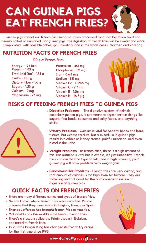 Can Guinea Pigs Eat French Fries _1