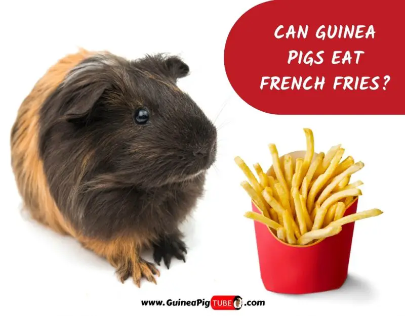 Can Guinea Pigs Eat French Fries_