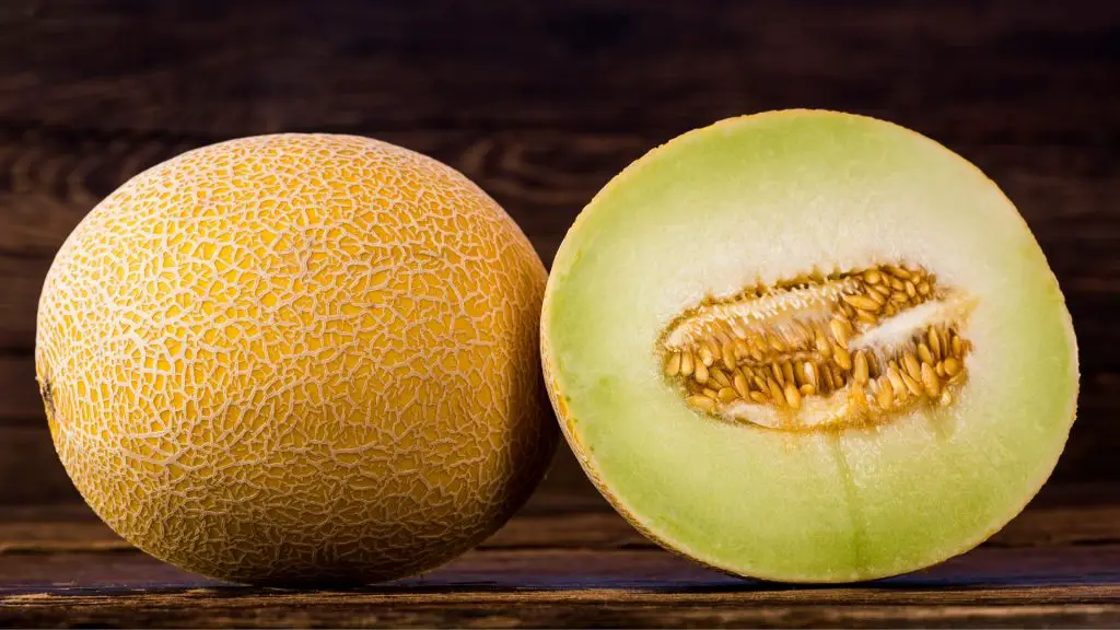 Can Guinea Pigs Eat Galia Melon