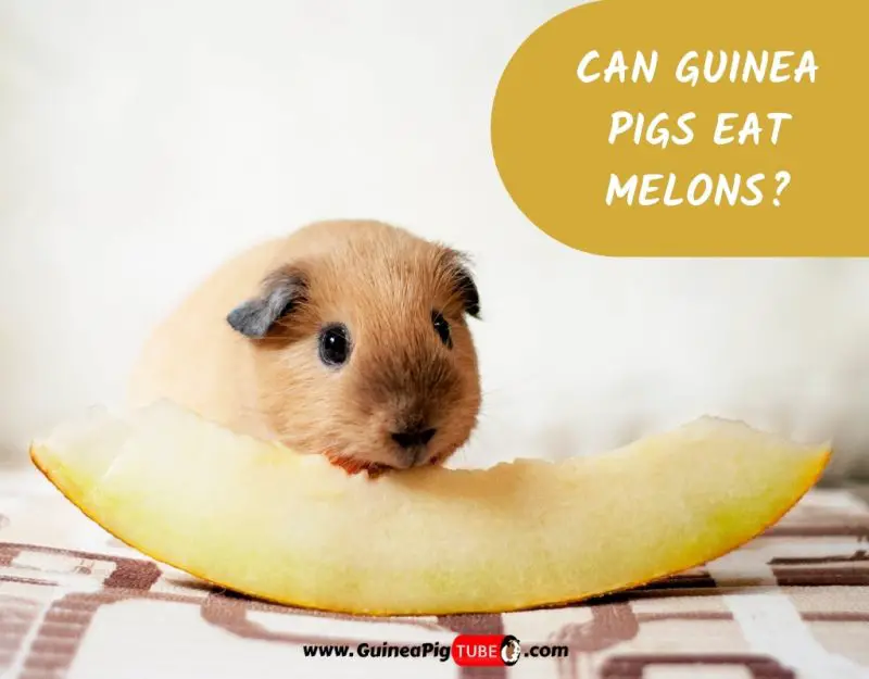 Can Guinea Pigs Eat Melons_