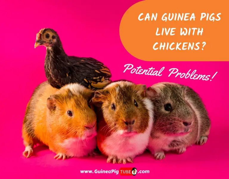 Can Guinea Pigs Live with Chickens? Potential Problems