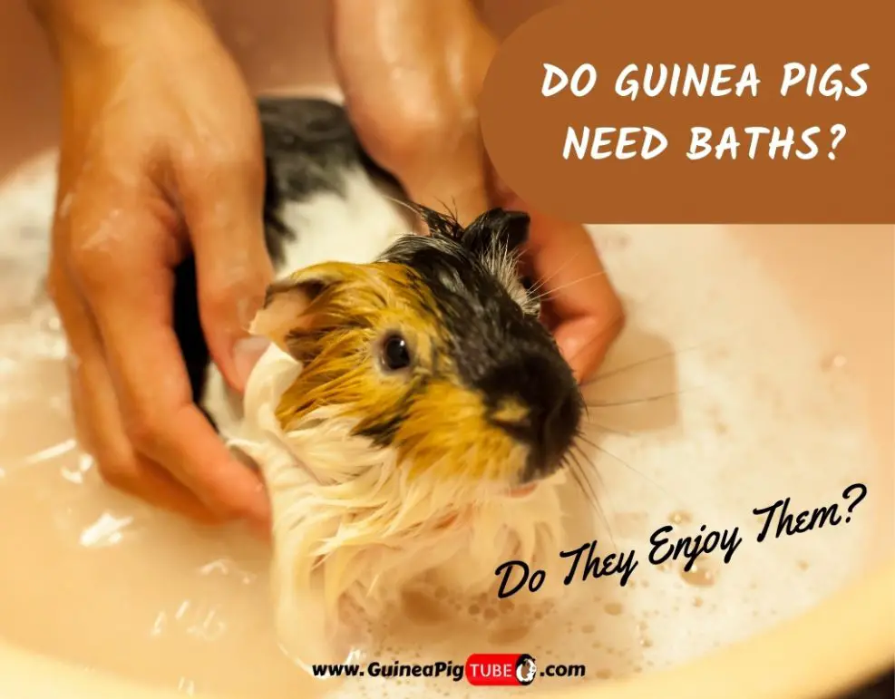 Do Guinea Pigs Need Baths and Do They Enjoy Them? Guinea Pig Tube