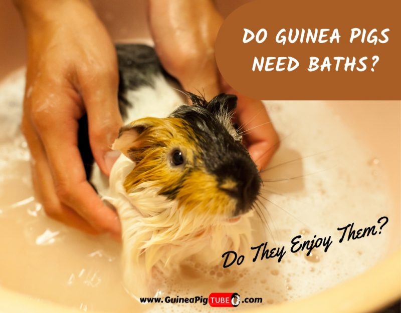Do Guinea Pigs Need Baths