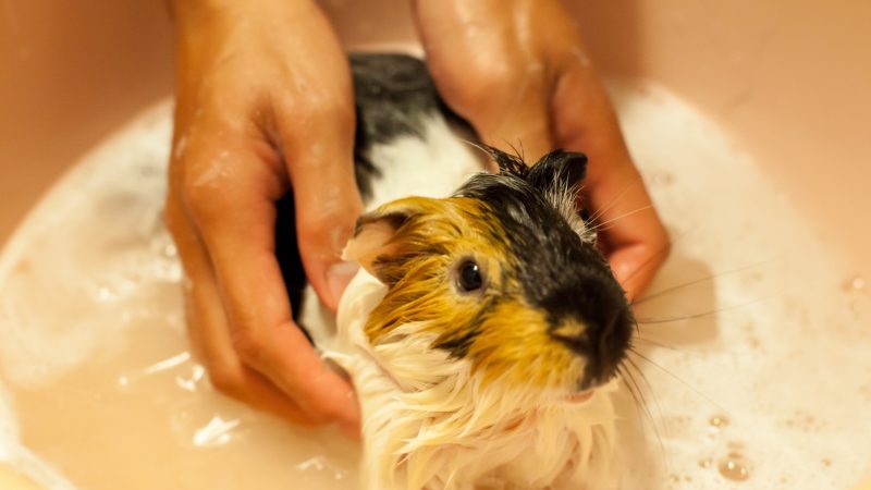 Forcing Guinea Pig to Swim Isnt a Good Idea