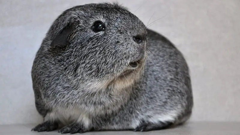 Guinea Pig Wheeking Information and Facts