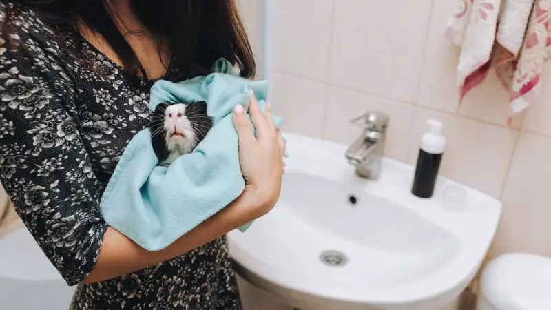 Guinea Pigs Are Easy to Take Care Of