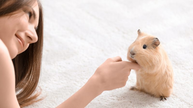 Guinea Pigs Are Fun!