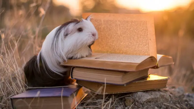 Guinea Pigs Are Intelligent!