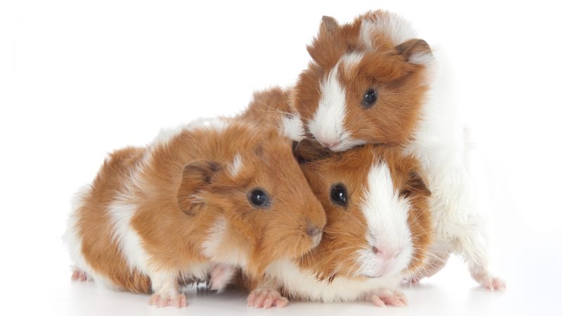 Guinea Pigs Are Social Animals