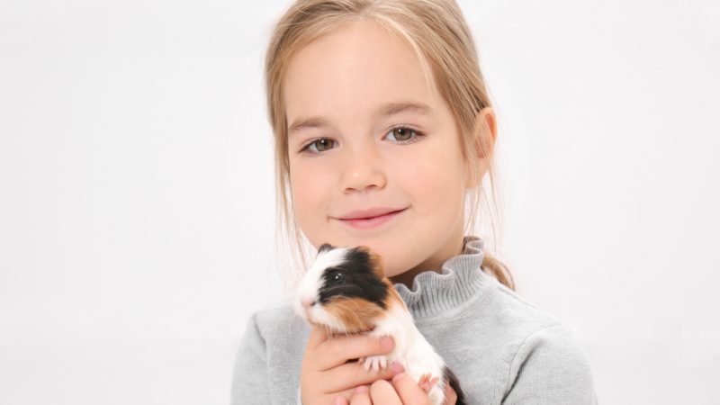 Guinea Pigs Are the Perfect Pets for Children