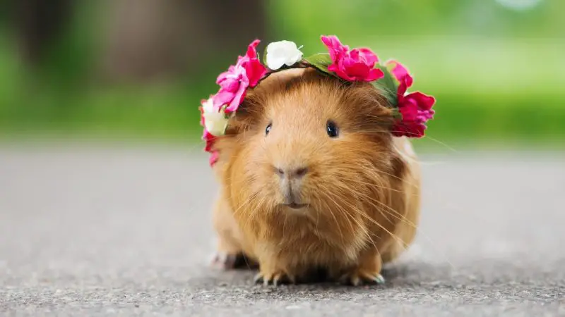 Guinea Pigs Can Live Long Lives