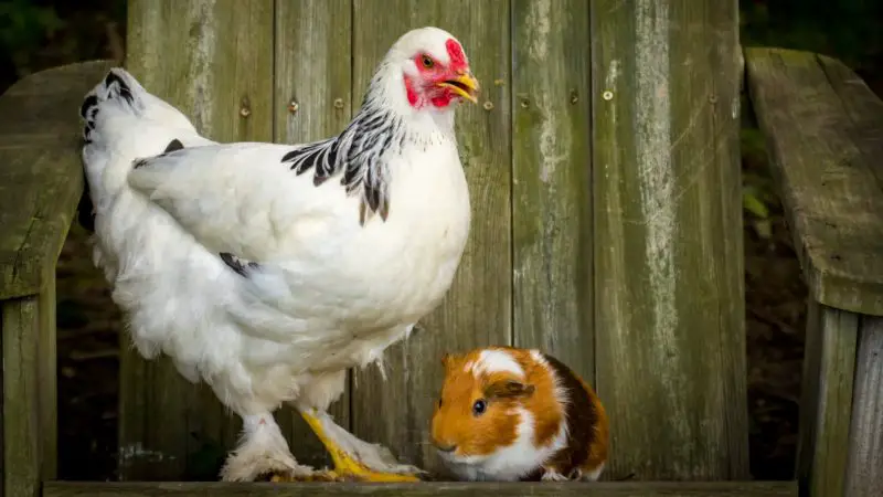 Guinea Pigs Living With Chickens List of Serious Problems