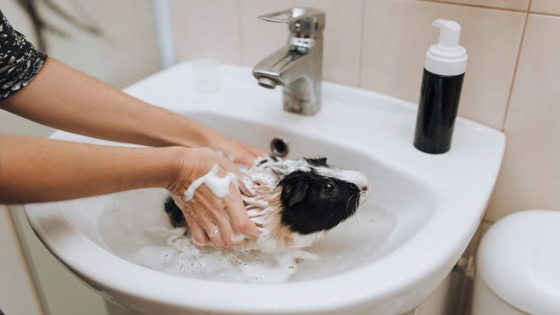 How Often Can a Guinea Pig Be Given a Bath