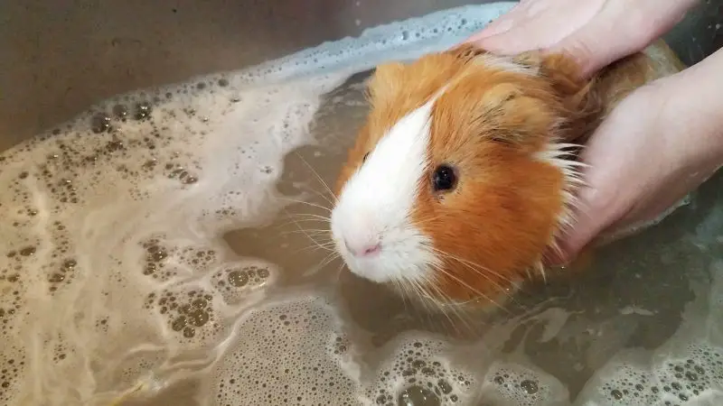 Is Swimming in a Bathtub or a Pool a Good Idea for Guinea Pigs