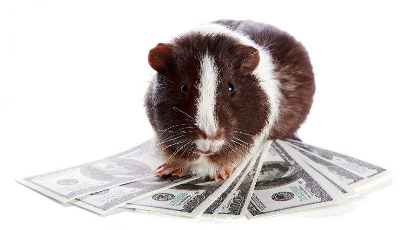 It Is Relatively Inexpensive to Have a Guinea Pig