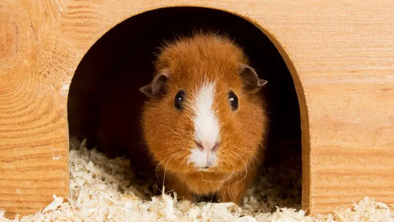 Little Guinea Pigs Don’t Need a Lot of Space