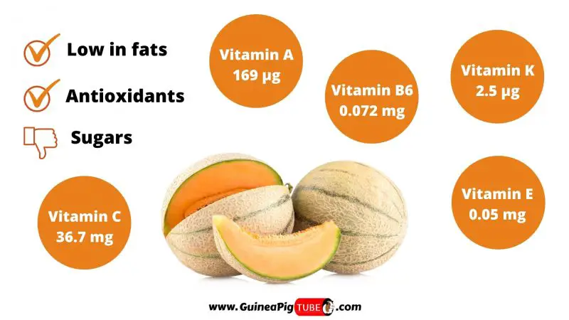 Nutrition Facts of Melons for Guinea Pigs