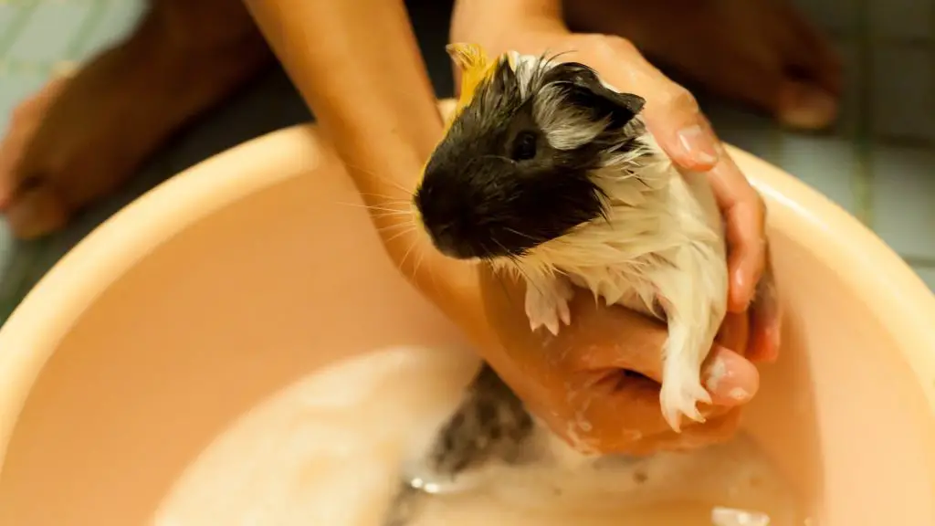 Reasons Not to Bathe Your Guinea Pig Often