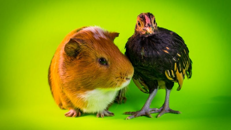 Reasons Why Guinea Pigs Could Potentially Live With Chickens