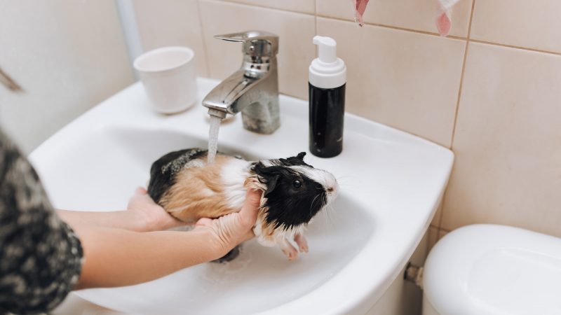 Rinse Your Guinea Pig with Water