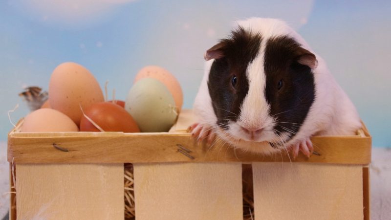 Risks of Feeding Eggs to Guinea Pigs