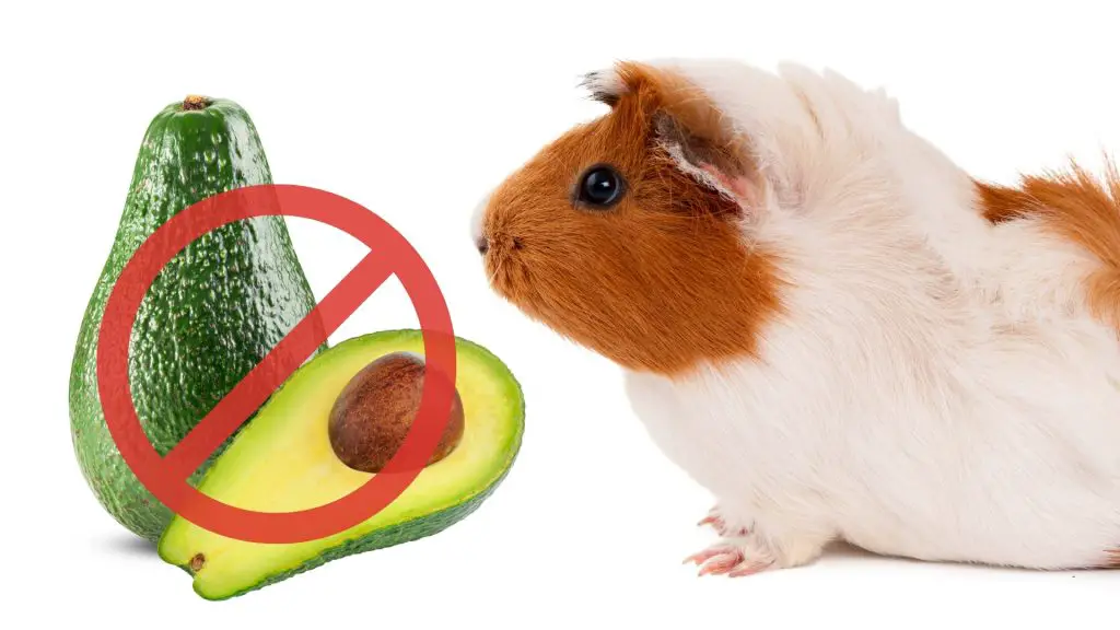 Risks to Consider When Feeding Avocado to Guinea Pigs