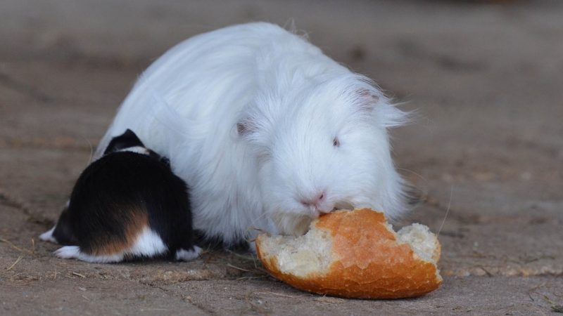 Risks to Consider When Feeding Bread to Guinea Pigs