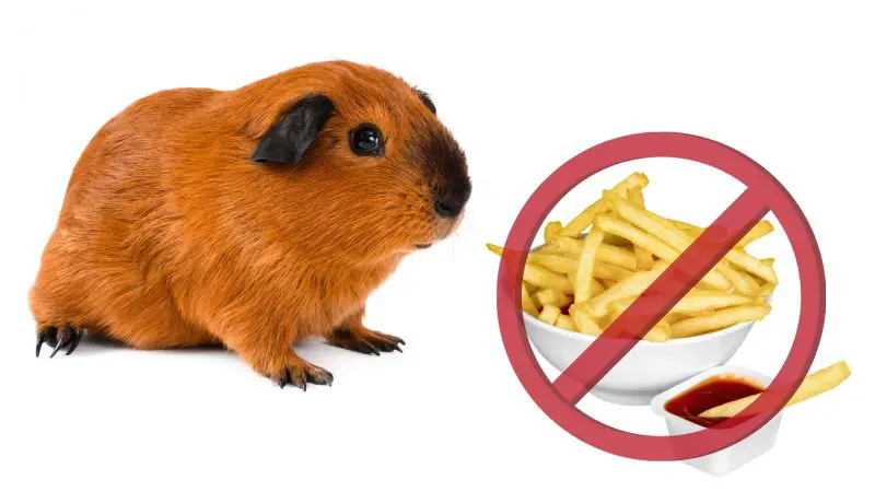 Risks to Consider When Feeding French Fries to Guinea Pigs