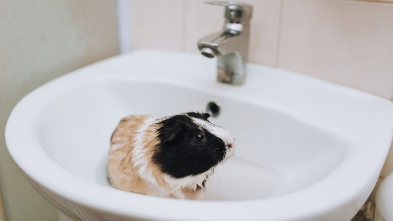 Slowly Lower Your Guinea Pig into the Container