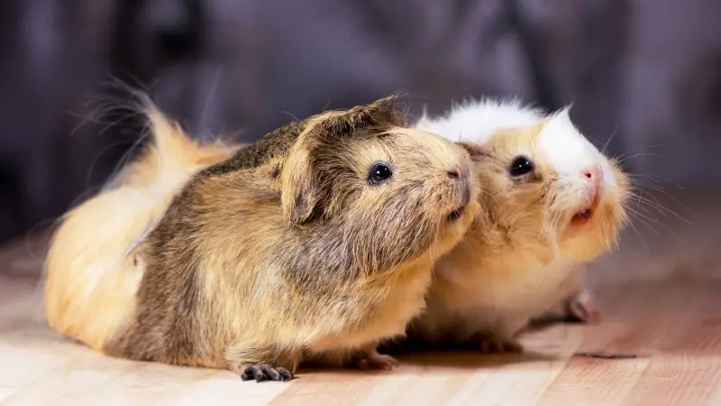 What to Do If Guinea Pig Won’t Stop Wheeking