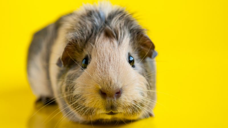 What to Do if Guinea Pig Doesn’t Wheek