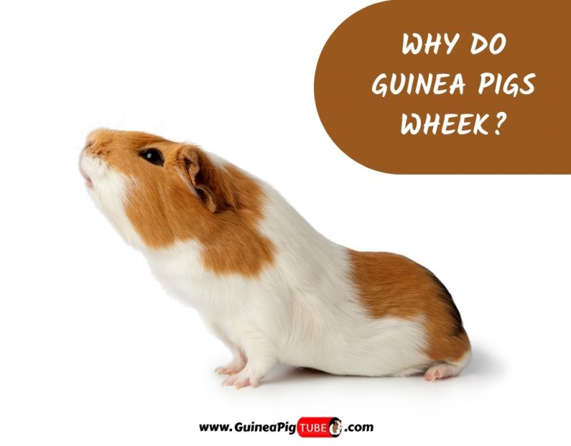 Why Do Guinea Pigs Wheek_
