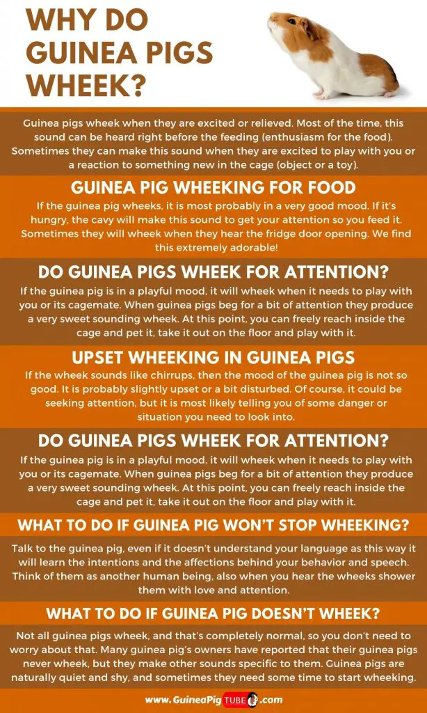 Why Do Guinea Pigs Wheek__1