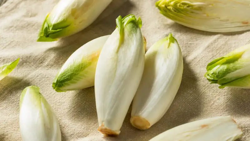 Can Guinea Pigs Eat Belgian Endive