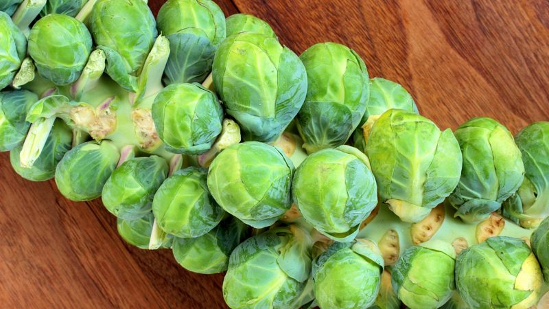 Can Guinea Pigs Eat Brussels Sprout Stalks