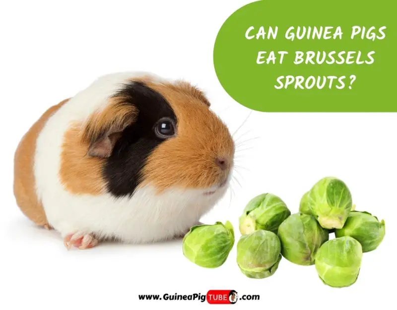 Can Guinea Pigs Eat Brussels Sprouts_