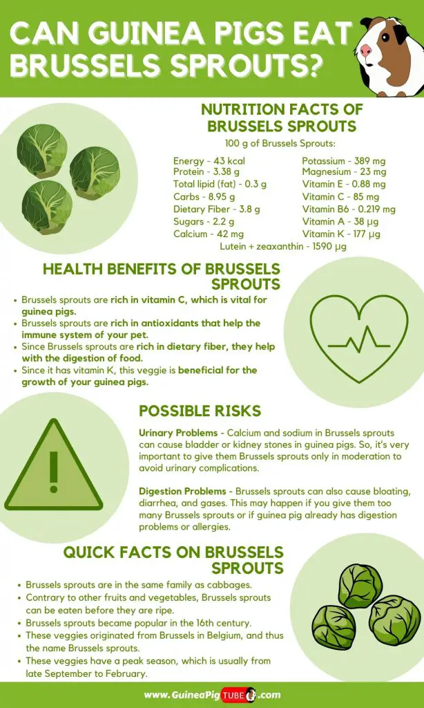 Can Guinea Pigs Eat Brussels Sprouts_1