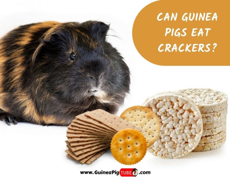 Can Guinea Pigs Eat Crackers? (Risks 