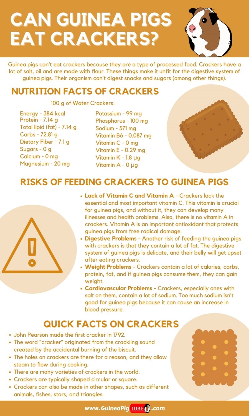 Can Guinea Pigs Eat Crackers_1