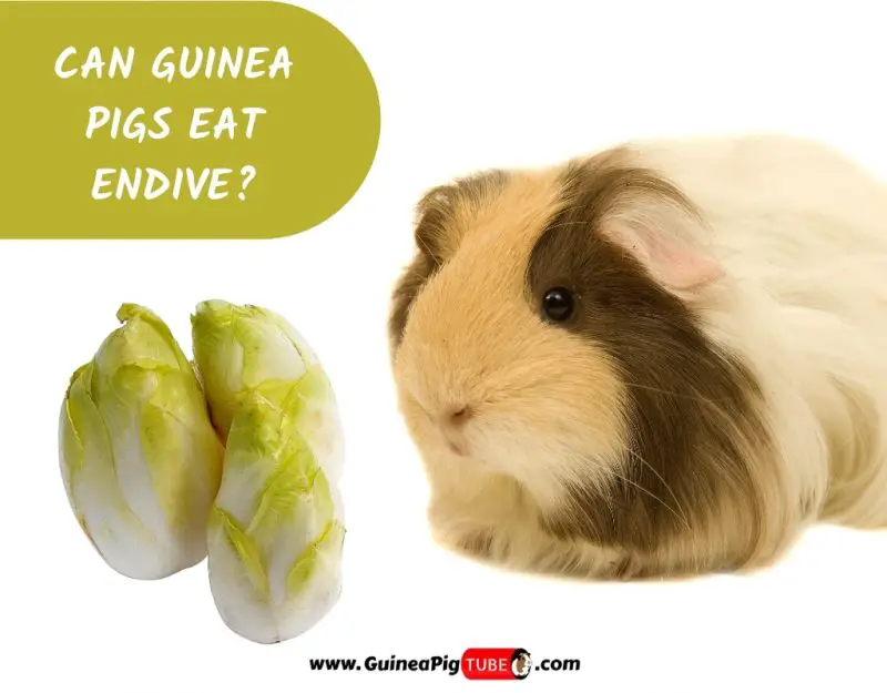 Can Guinea Pigs Eat Endive_