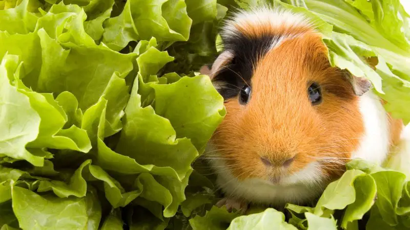 Can Guinea Pigs Eat Escarole Endive