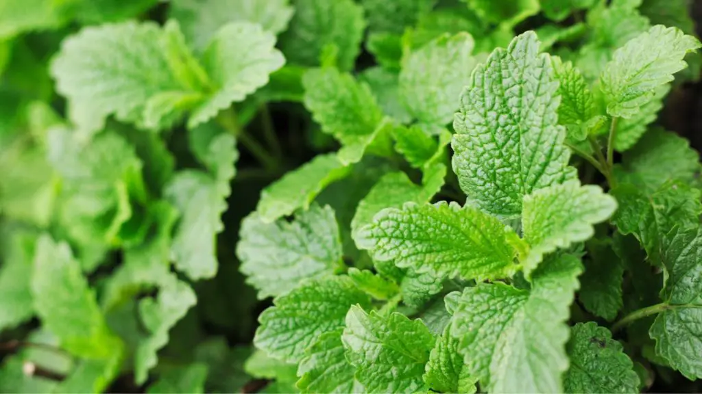 Can Guinea Pigs Eat Garden Mint