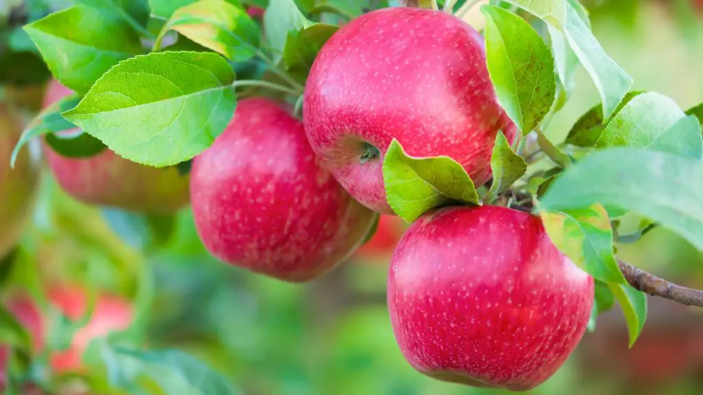 Can Guinea Pigs Eat Honey Crisp Apples